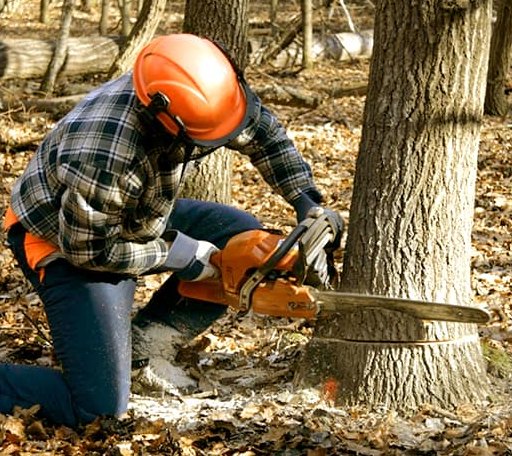 Tree Removal in Norfolk, NY